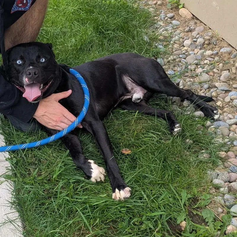 A young medium-sized male Black Siberian Husky dog named Blue for adoption in Amsterdam, NY