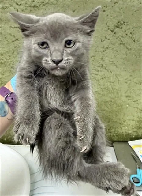 A baby small-sized female Domestic Short Hair cat named Farah for adoption in Riverside, CA