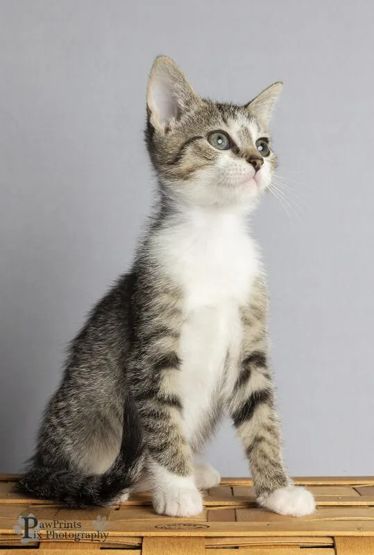 A young medium-sized female Tabby (Brown / Chocolate) Domestic Short Hair cat named Razzle Rose for adoption in Maryville, TN