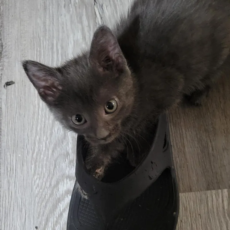 A baby small-sized female Gray / Blue / Silver Domestic Short Hair cat named Faith H for adoption in Marietta, GA