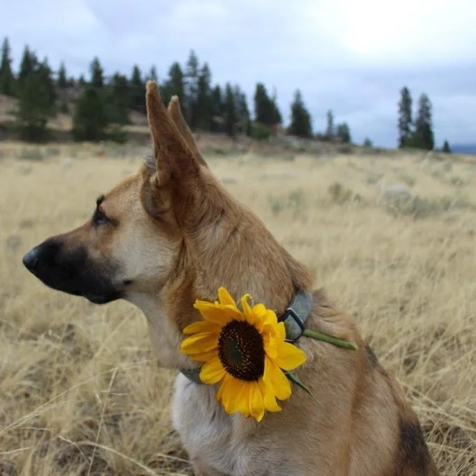 An adult large-sized female Sable German Shepherd Dog dog named Bertie for adoption in Oroville, WA