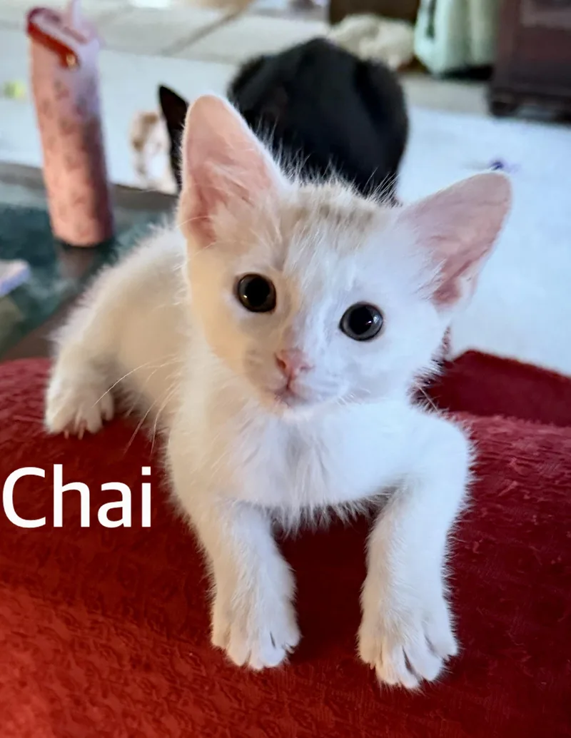 A baby medium-sized male White Domestic Short Hair cat named Chai for adoption in Owasso, OK