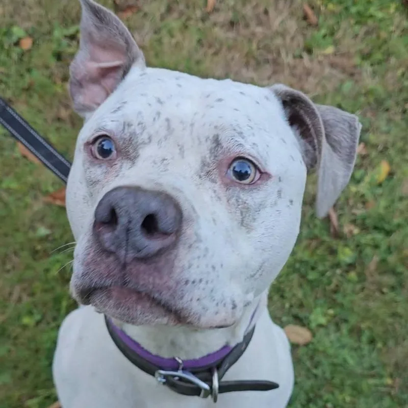 An adult small-sized male White / Cream Pit Bull Terrier dog named Hector for adoption in Bellingham, WA