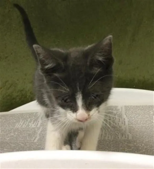 A baby small-sized female Domestic Short Hair cat named Skippy for adoption in Riverside, CA