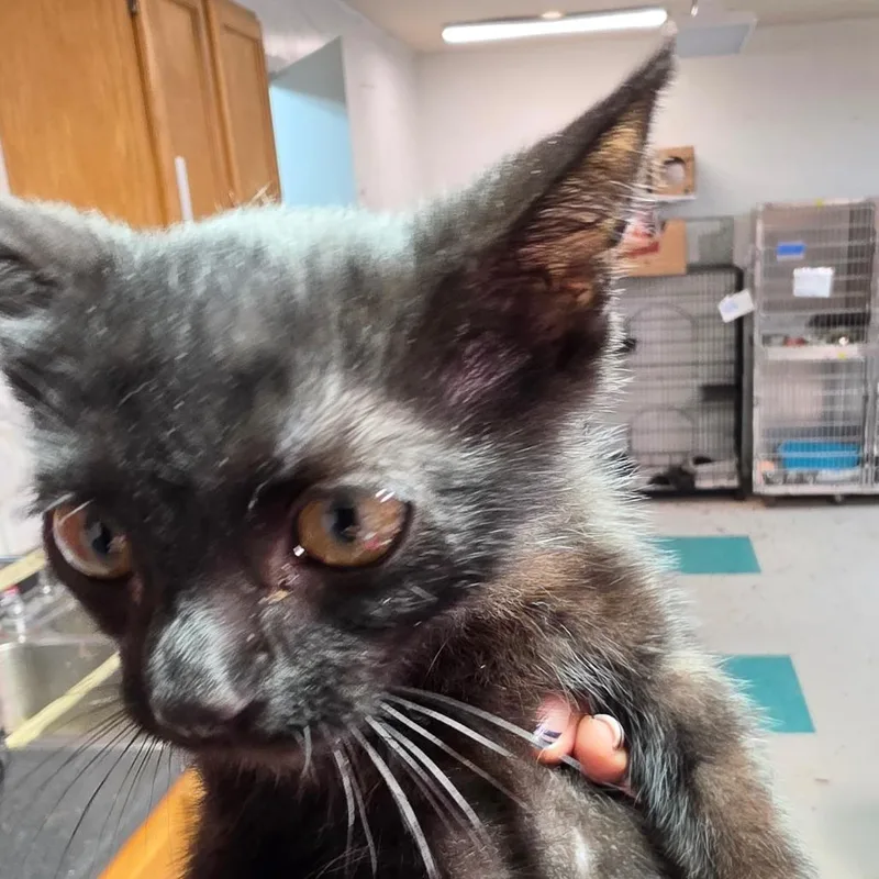 A baby small-sized male Black Domestic Short Hair cat named Benster for adoption in Leander, TX