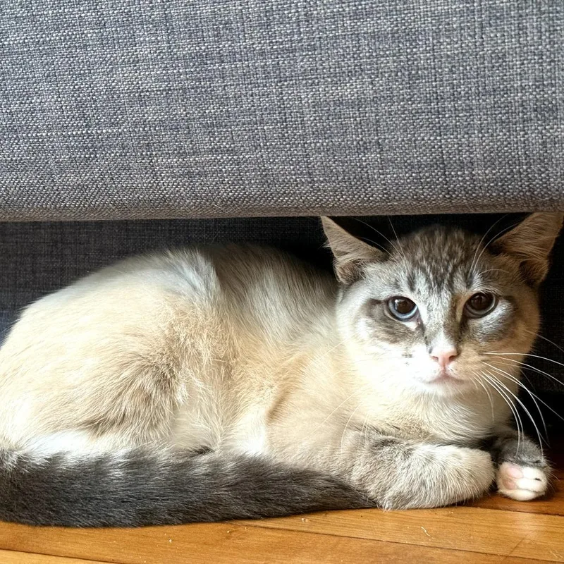 A young small-sized female White Domestic Short Hair cat named Cream for adoption in San Diego, CA