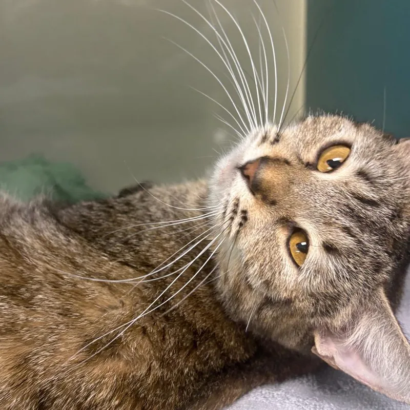 An adult medium-sized female Brown / Chocolate Domestic Short Hair cat named Kimchi for adoption in Lauderhill, FL