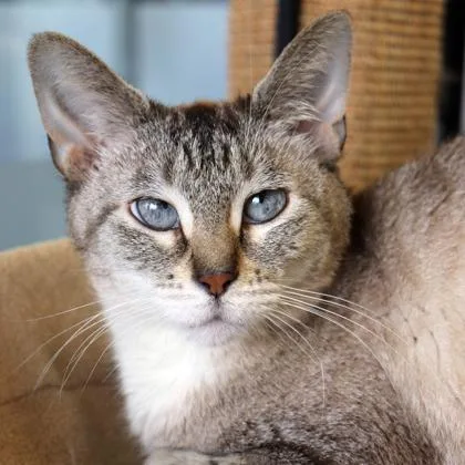 A senior medium-sized female White Domestic Short Hair cat named Shiloh for adoption in Chicago, IL
