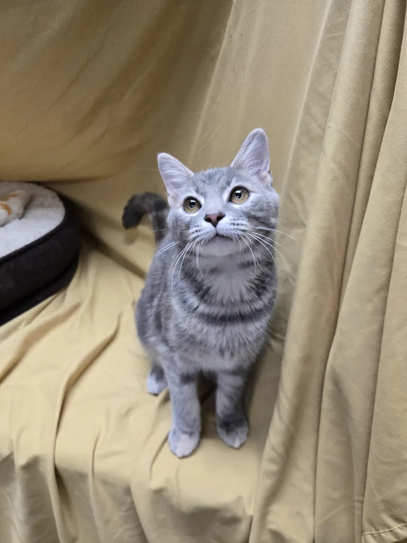A baby medium-sized female Torbie Domestic Short Hair cat named Fluffles for adoption in Richmond, KY