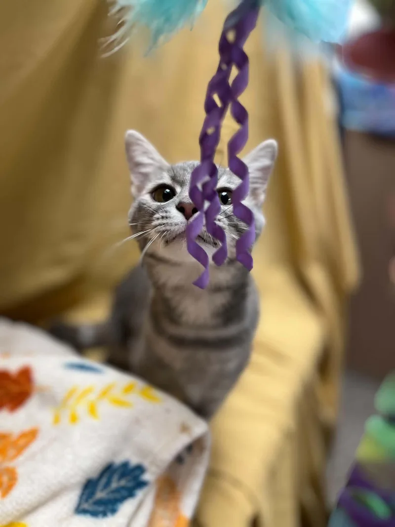 Fluffles thumbnail 2