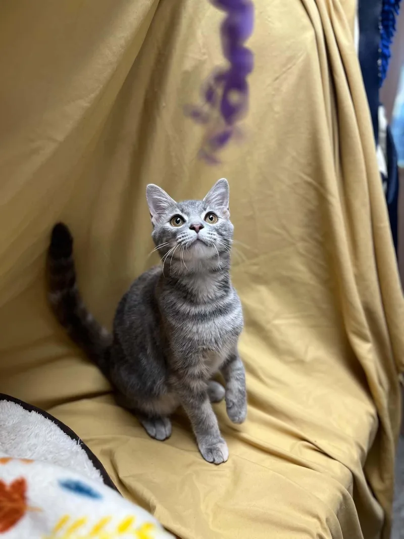 Fluffles thumbnail 3