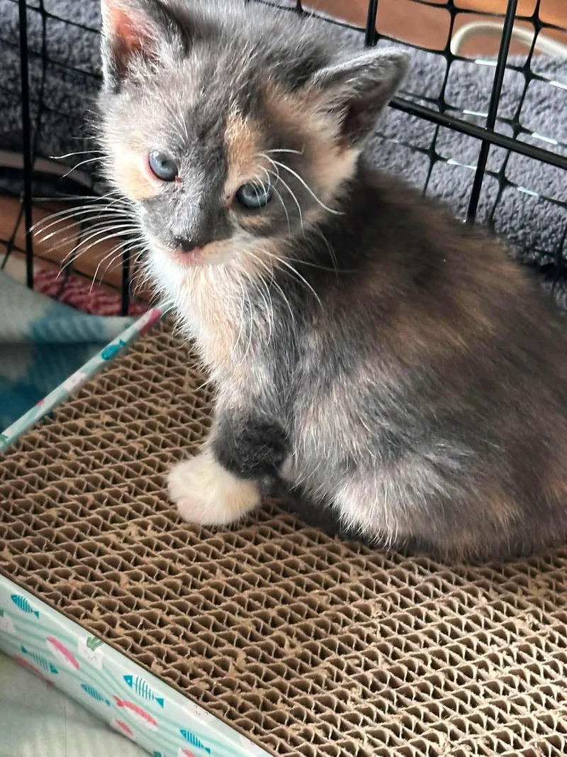 A baby small-sized female Dilute Calico Domestic Short Hair cat named Pixie for adoption in Ephrata, WA