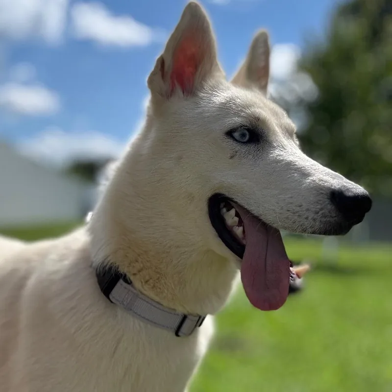 A young medium-sized female White / Cream Husky dog named Zura for adoption in Pekin, IL