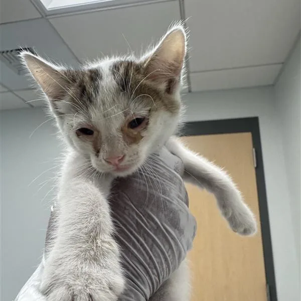 A baby small-sized female White Domestic Short Hair cat named Lettuce for adoption in Jacksonville, FL