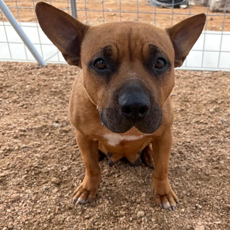 An adult medium-sized female Brown / Chocolate American Staffordshire Terrier dog named Petunia Kcac . for adoption in Kerrville, TX