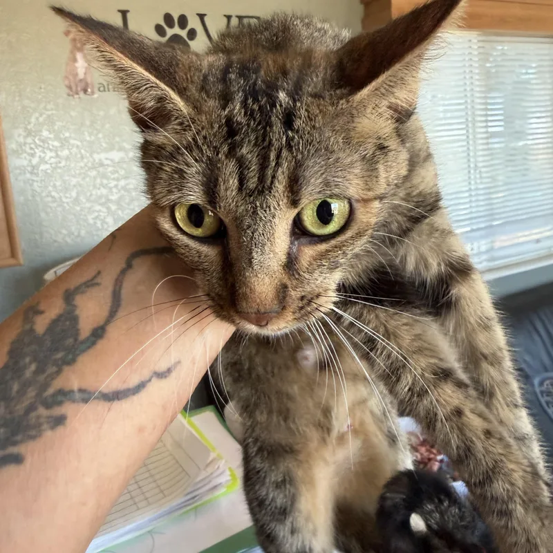A young medium-sized female Tabby (Buff / Tan / Fawn) Domestic Short Hair cat named Mamma for adoption in Deming, NM