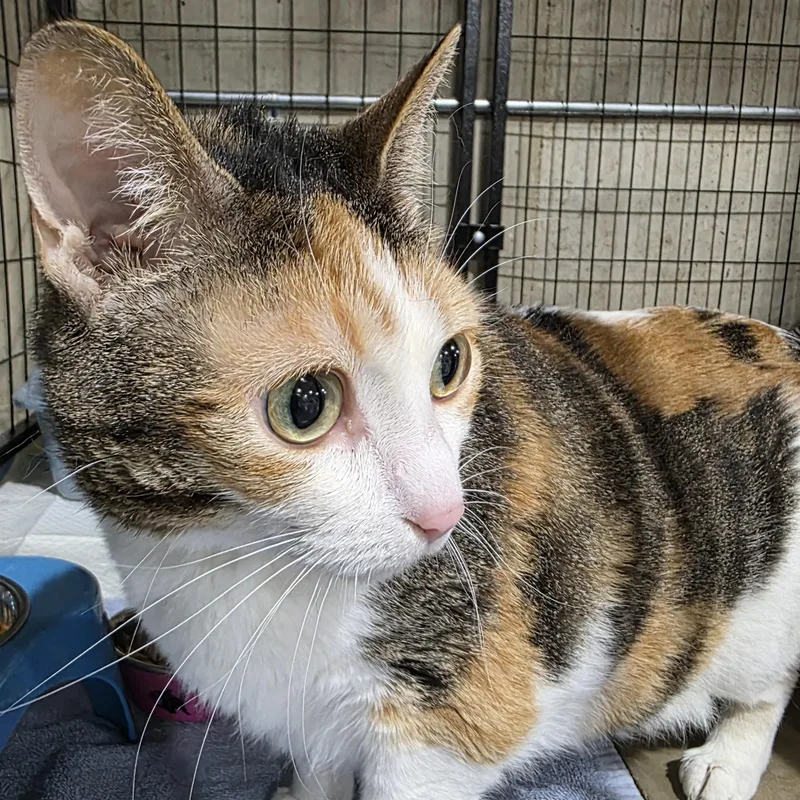 An adult medium-sized female Calico Domestic Short Hair cat named Pumpkin for adoption in Sauk City, WI