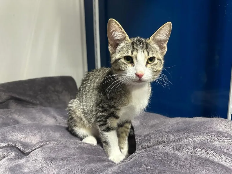 A young small-sized female Domestic Short Hair cat named Hannaford for adoption in Powell, OH