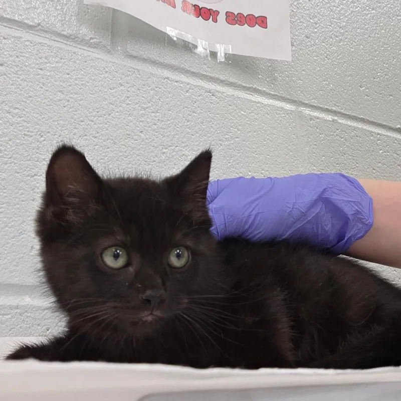 A baby small-sized male Black Domestic Short Hair cat named Boomhauer for adoption in Chattanooga, TN