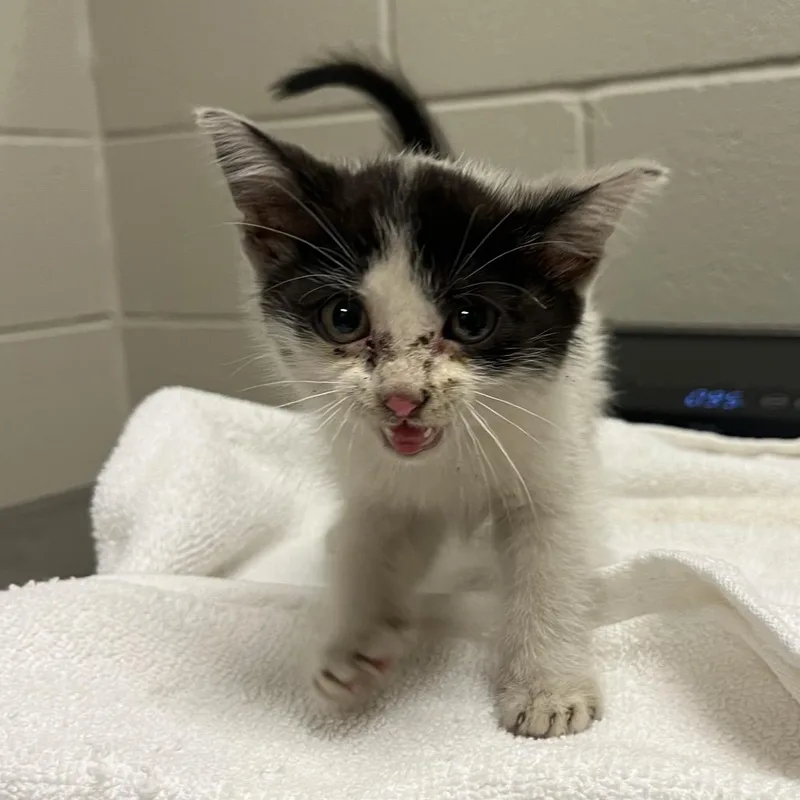 A baby small-sized male Black Domestic Short Hair cat named Auggie for adoption in Bristol, IN
