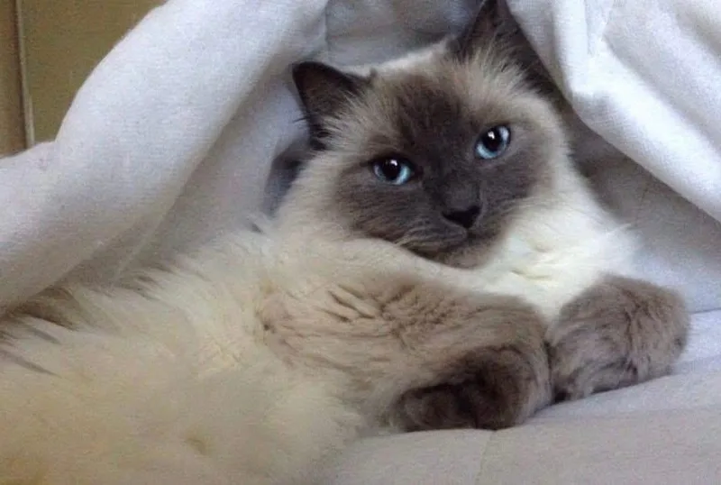 A young medium-sized female Siamese cat named Enigma for adoption in Greenville, SC