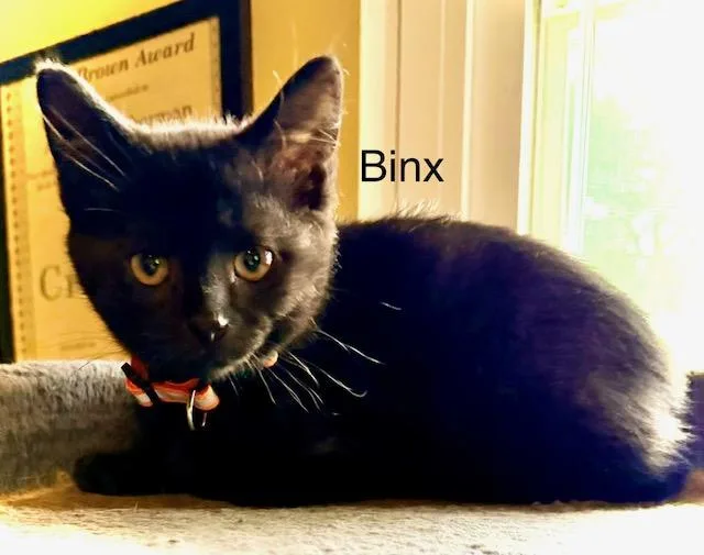 Binx