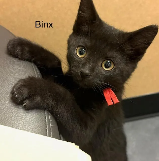Binx thumbnail 2