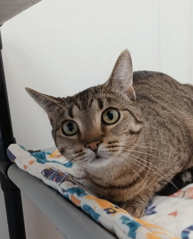 An adult medium-sized female Tabby cat named Créme Bruleé for adoption in Bay City, MI