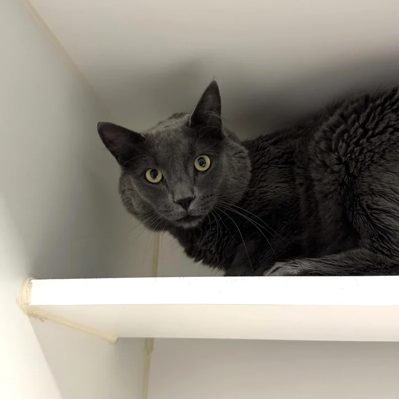 An adult large-sized male Gray / Blue / Silver Domestic Short Hair cat named Asher for adoption in Reisterstown, MD