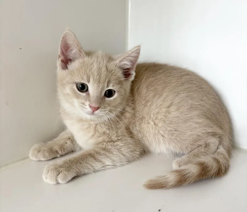 A baby small-sized female Domestic Short Hair cat named Brynn for adoption in Rochester, IN