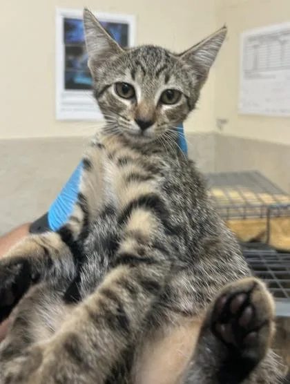 A baby small-sized female Domestic Short Hair cat named Baylee for adoption in Honolulu, HI