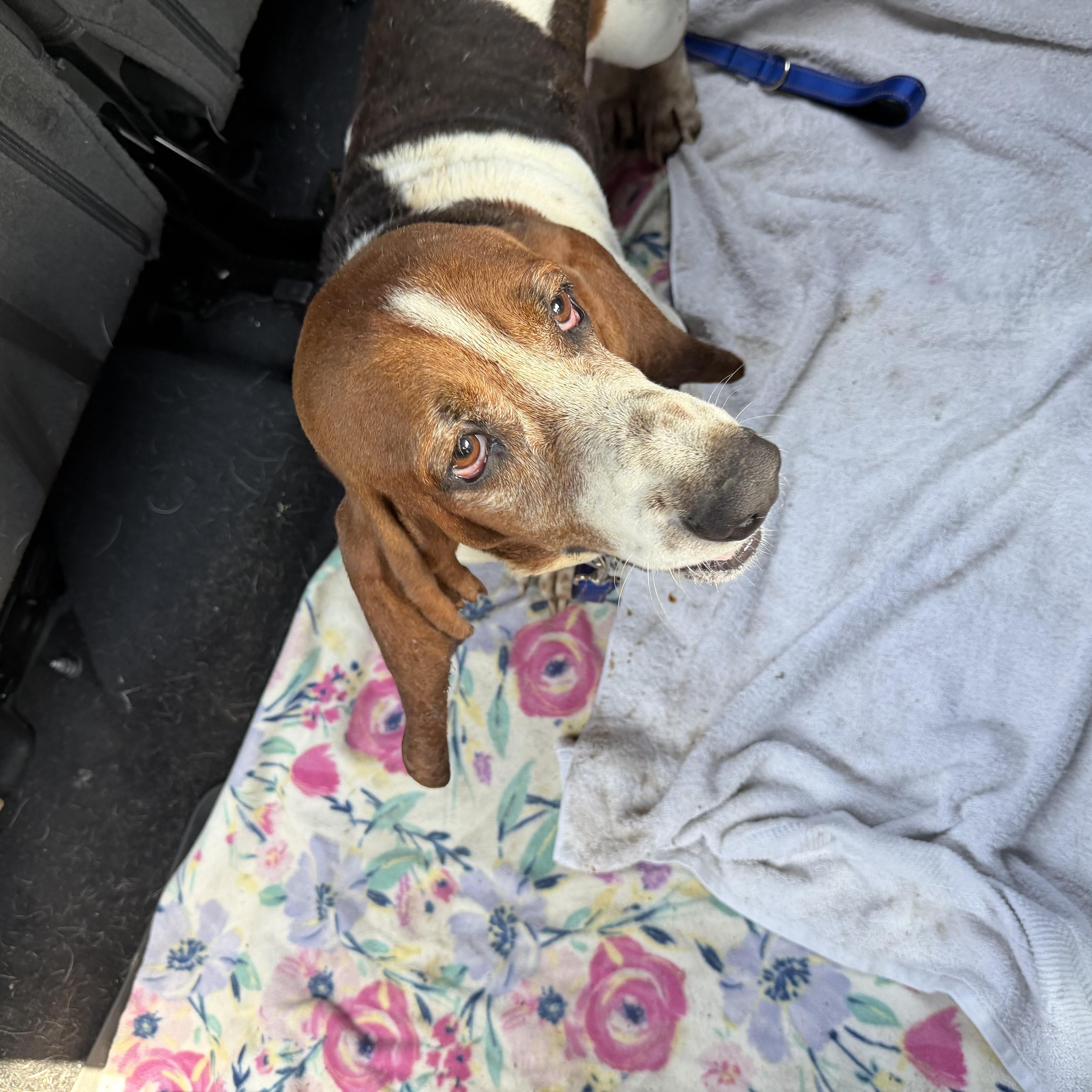 An adult medium-sized male Basset Hound dog named Loki for adoption in Auburndale, FL