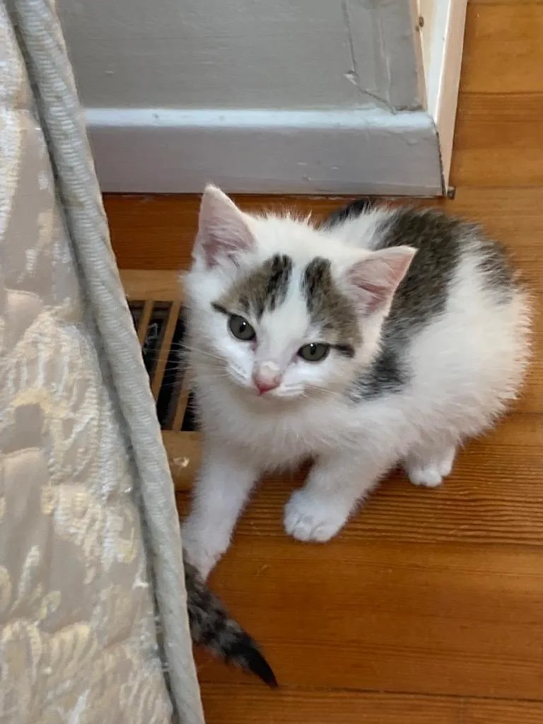 A baby medium-sized male Domestic Medium Hair cat named Manuel for adoption in San Pedro, CA