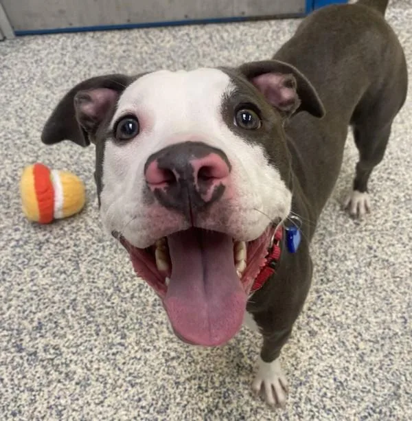 Kona