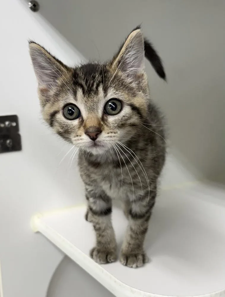 A baby small-sized male Brown / Chocolate Domestic Short Hair cat named McGee for adoption in Rochester, IN