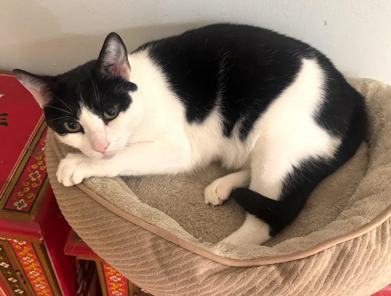 An adult small-sized male Domestic Short Hair cat named Felix for adoption in San Diego, CA
