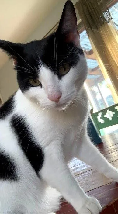 Felix thumbnail 2