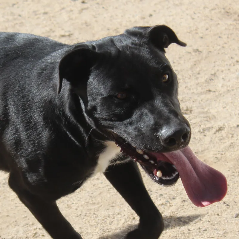 An adult large-sized male Black Labrador Retriever dog named Bellmont for adoption in Yucca Valley, CA