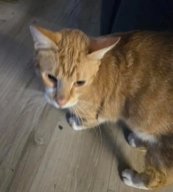 An adult medium-sized male Domestic Short Hair cat named Simon for adoption in Bloomington, IN