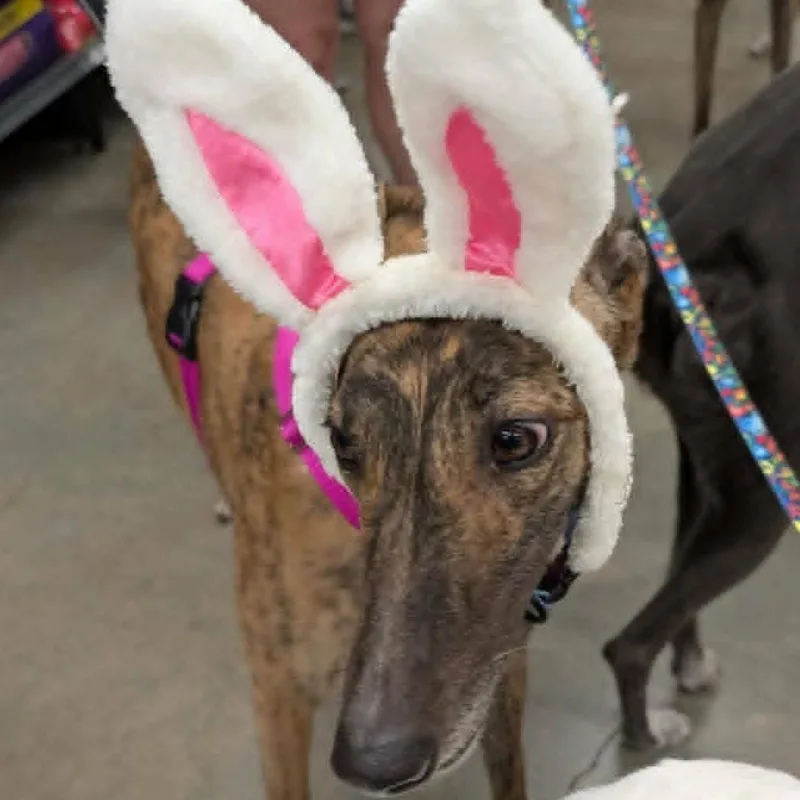 An adult large-sized female Brindle Greyhound dog named Mocktail for adoption in North Port, FL