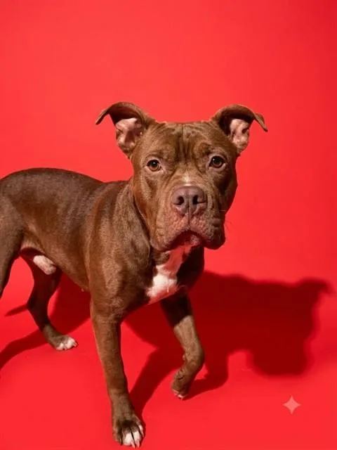 An adult medium-sized male Mixed Breed dog named Bao Buns for adoption in Jacksonville, FL