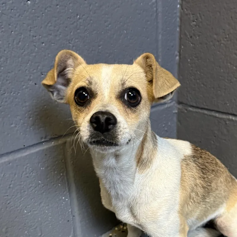 An adult small-sized female Yellow / Tan / Blond / Fawn Chihuahua dog named Biscuit for adoption in Tuscaloosa, AL