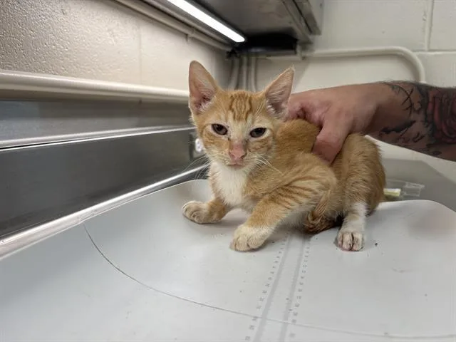 A baby small-sized male Domestic Short Hair cat named Gorgonzola for adoption in Grand Prairie, TX