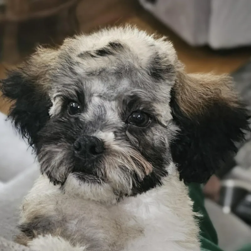 Dobby
