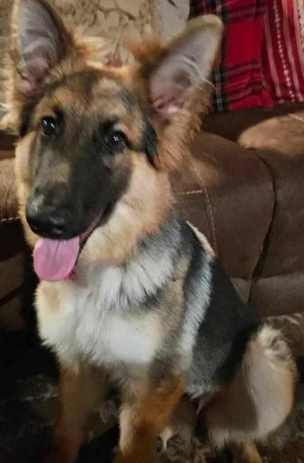 Bluebell thumbnail 2