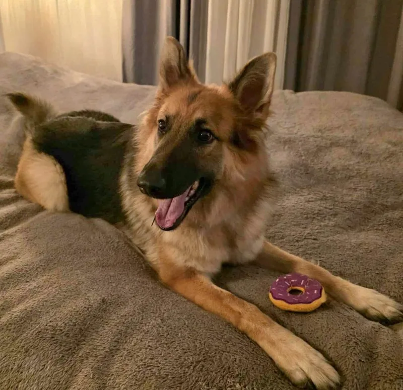 Bluebell thumbnail 6