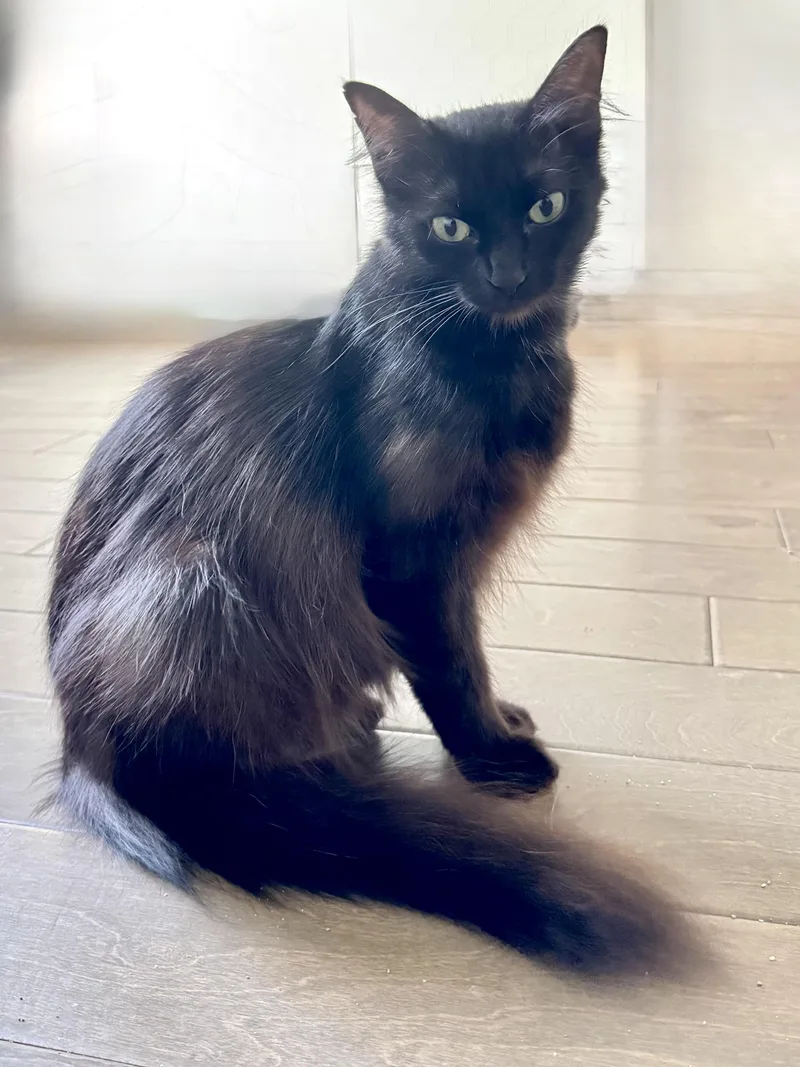 Portia