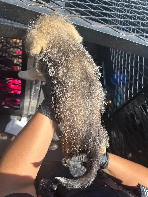 A young small-sized female Black Mixed Breed dog named Mickey for adoption in Hobbs, NM