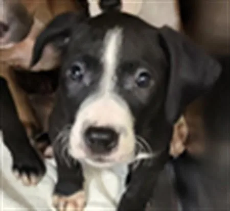 A baby small-sized male Pit Bull Terrier dog named Garfunkel for adoption in Los Angeles, CA