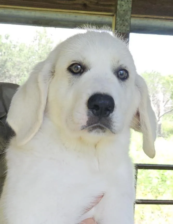 A baby large-sized male Akbash dog named Merlin Atx for adoption in Quinlan, TX